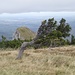 Ein windschiefer Latschenbaum vor dem Kirchstein