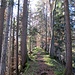 Auf dem wrw markierten Bergweg nach Hinter Creuel. Mal steil, mal lauschig wie hier, wunderschön und offensichtlich kaum begangen