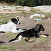 Unterwegs an den Sieben Rila-Seen / Седемте рилски езера - Nahe der Hütte Sedemte ezera / Хижа Седемте езера bewachen zwei Hunde das gute Wetter.