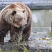 Die Bären durften heute wegen Renovationsarbeiten des neuen - wieder einmal in den alten Bärengraben