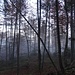 Seltsam im Nebel zu wandern... (H. Hesse)