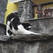 <b>Il gatto di Moghegno in fase di stretching.</b>
