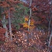 farbenfroher Herbstwald im Abendlicht