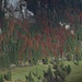Herbstwald über dem Weidmoos / colori d`autunno sopra il Weidmoos