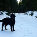 Schwarzer Hund auf weißem Schnee - schwierig