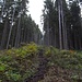 Es geht zunächst, parallel zum Wustbach, in den Wald hinauf. 