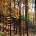 Bunter Wald