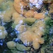  Sirný pramen (Schwefelquelle), Leptothrix ochracea (Bakterium) und Navicula pelliculosa (Alge)