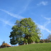Manch ein Baum bleibt stur bis zum Schluss.