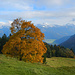 Herbstfarben an der Rotenbachalpe.