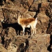 Iberiensteinbock (Capra pyrenaica). Die Tiere leben in der Sierra Nevada meistens oberhalb 2900m und zeigen keine besondere Scheu.