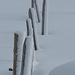 Piquets de clôture décorés par le vent et la neige