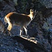Junger Iberiensteinbock (Capra pyrenaica) in der Collada del Lobo (3119m).