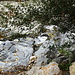 Roisseau de Fozières