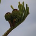 Zapfen der Zimmertanne (Araucaria heterophylla), der Nadelbaum ist auch als Norfolk-Tanne bekannt. Heimisch ist sie auf der australischen Norfolk Island.