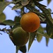 Mandarine (Citrus reticulata).