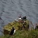 fast überall anzutreffen. Die Puffins