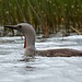 Sterntaucher-Mutti