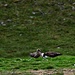 Skuas beim futtern