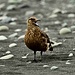 Skua