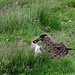 Skuas beim futtern