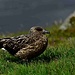 Skua, der Übeltäter?