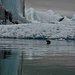 Jökulsárlón plötzlich mit Besuch