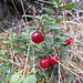 Preiselbeere (Vaccinium vitis-idaea)