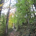 Herbstwald - zum Beginn