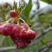 Wir dachten erst an eine Frucht der Alpenrose, es ist jedoch ein weit verbreiteter auf Rhododendren wachsender Pilz. Alpenrosen-Nacktbasidie oder Alpenrosen-Apfel (Exobasidium rhododendri)