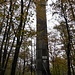 Dachbergwarte