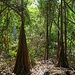 Angolo di foresta ai piedi di Nourlangie Rock.