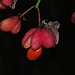 Gewöhnlicher Spindelstrauch (Euonymus europaeus), Gewöhnliches Pfaffenhütchen mit Samen und Eismütze / con seme e berretto di ghiaccio