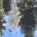 Spiegelung am Teich ...