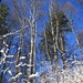 auch auf dem Kamm des Chamben gefallen uns die vielen, unzählbaren Waldpassagen im Winterkleid unter der vollen Sonne wieder enorm