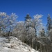 und auch hier zeugen die Bäume von den tiefen Celsius-Graden - und bilden schönste Fotosujets