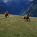 Horses at Mürisc