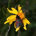 Six-spot burnet moth (Sechsfleck-Widderchen, Zygaena filipendulae)