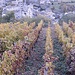 i primi colori tra le vigne rubate alla montagna che incombe su Tirano