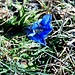 Ultima genziana