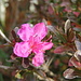 unico fiore di azalea....è in anticipo!