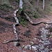 Die "Waldschlange" am Kainzengraben / il serpente del bosco