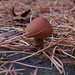 Mini-Pilz mit den Nadeln einer Lärche / Fungo piccino con gli aghi di un larice