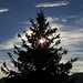Weihnachtsbaum / Albero di Natale