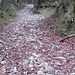 Grob geschotterter Fahrweg im Abstieg nach Pessenbach