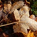 Herbstblatt mit Tautröpfchen 2