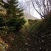 Questo è il primo tratto del sentiero "non ufficiale" per i Corni Capreni ma poco si perderà tra la vegetazione.