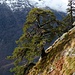 vecchi guardiani sopra la vertiginosa Val Divedro