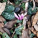 Cyclamen purpurascens Mill.
Primulaceae

Ciclamino delle Alpi.
Cyclamen d'Europe.
Europäisches Alpenveilichen