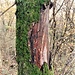 Muschio rigoglioso su un tronco.